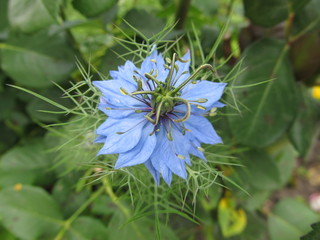 Flower blue star Nigella on the green backgrounds
