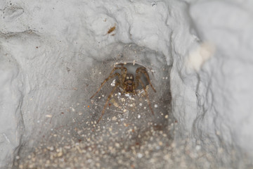 spider in his house
