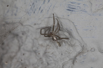spider