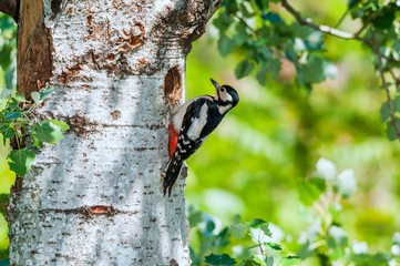 A female great spotted woodpecker standing at the entrance of a nesting hole in a tree