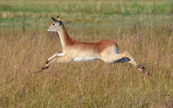 Southern Lechwe Ewe