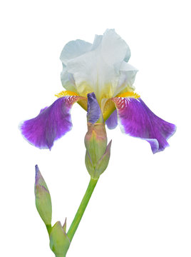 Flower of cultivated iris 5