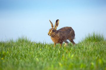 Brown Hare Lepus europaeus running through grass