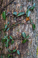 tree growing on the Bark tree