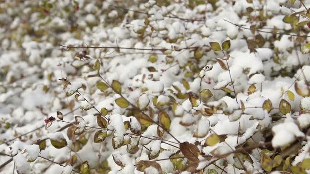 Bush branches in the winter in snow. Big snow-covered branches of a bush. Snow on bush branches. A tree in snow. Wind moving bush branches 