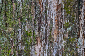 Tree bark texture with lichen