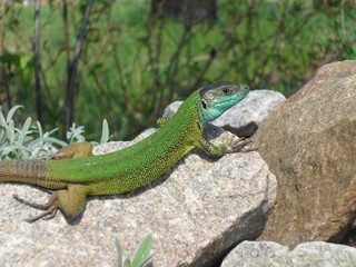 Ящерица на камне