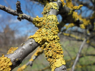 Грибок на дереве © novatorr