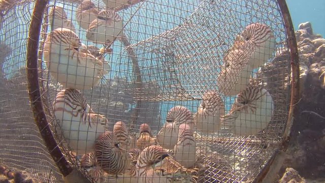 Увлекательные подводные погружения близ архипелага Палау. Удивительные моллюски Наутилусы.