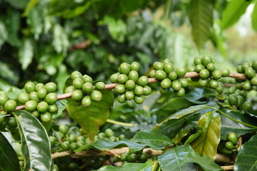 Green coffee beans on stem.