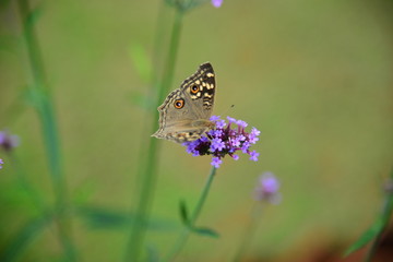 Soft focus butterfly and flower with blurry background