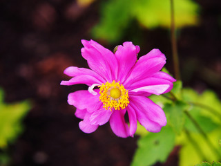 Fototapeta premium Anemone hupehensis var. japonica 'Prinz Heinrich' - Japanese anemone, thimbleweed, windflower 