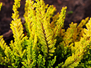 Calluna vulgaris 'Zora' - heather, ling  