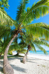Palm trees on white sand in tropical beach and sea on paradise island
