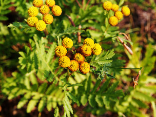 Yellow Tanacetum vulgare (tansy)