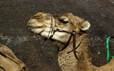 Camels in Timanfaya Naional Park, Lanzarote, Canary Islands (Spain)