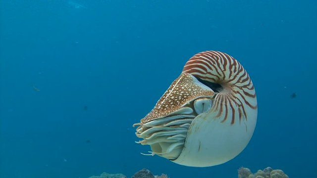 Увлекательные подводные погружения близ архипелага Палау. Удивительный моллюск Наутилус.