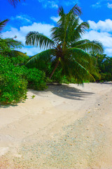 Seychelles Beachscape