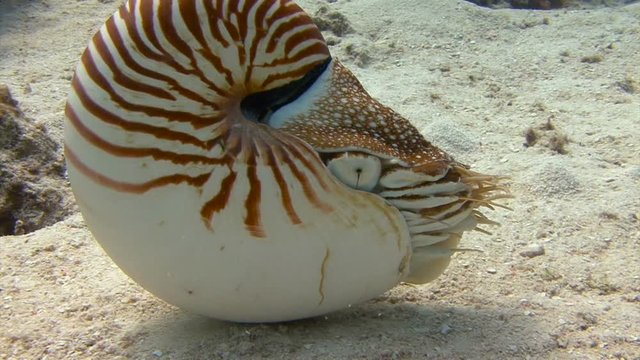 Морские брюхоногие моллюски (46 фото)