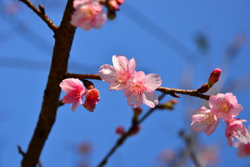 Sakura pink flower in Chiang Mai, Thailand