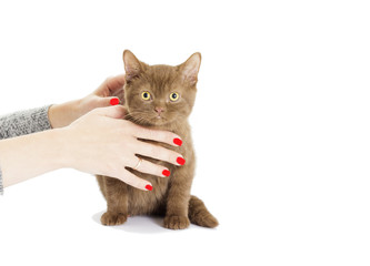 British kitten looking