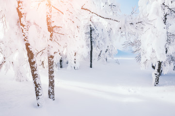 Snow-covered trees in winter forest