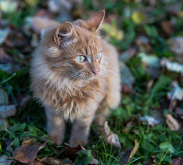 Naklejka na ściany i meble Red domestic tomcat among the grass and leaves