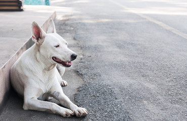 Obraz premium Portrait of white cute dog lying on the ground