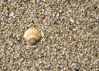 Shell of pecten ponticus on sand