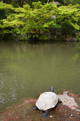 Obraz premium Turtle on rock with pond 