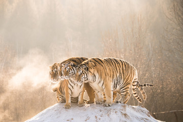 Obraz na płótnie Canvas Tigers