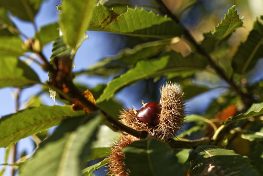 Esskastanie ge&ouml;ffnet am Baum - Meran - S&uuml;dtirol