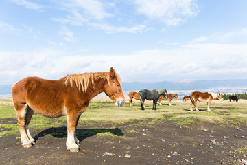 Horse in pasture