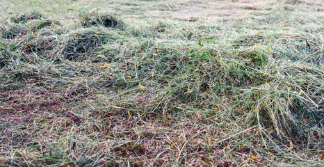 Drying freshly cut long grass from close