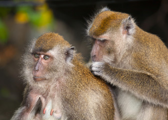 Crab-eating Macaque Macaca fasdicularis grooming Southern Thailand