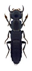 Beetle Ocypus nitens on a white background