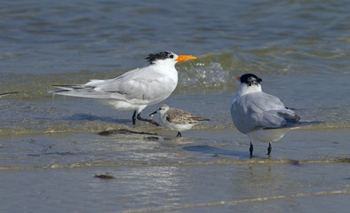 Royal Tern Sterna maxima  and Sanderling Fort Myers beach Florida USA