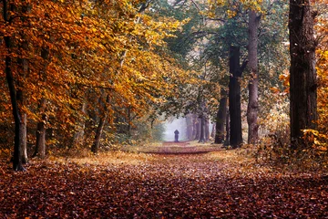 Foto auf Leinwand Autumn © Dick Jeukens