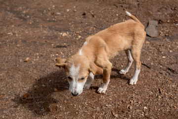 Stray dog puppy