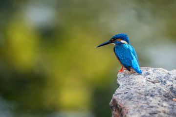 Kingfisher or Alcedo atthis taprobana