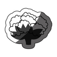 Cauliflower icon. Organic healthy and fresh food theme. Isolated design. Vector illustration