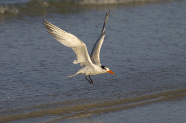 Royal Tern Sterna maxima  in flight Fort Myers beach Florida USA