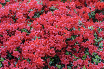 red Blooming  rhododendron background