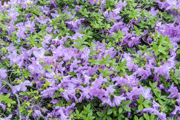 Obraz premium violet Blooming rhododendron background