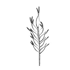 Obraz premium Wheat ear icon. Food grain agriculture and natural theme. Isolated design. Vector illustration