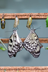motyl © Pawe