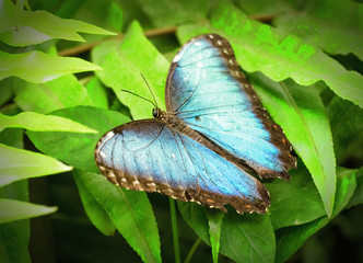 motyl © Pawe