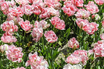 
background of tulips of pink color