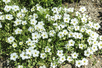 background of flowers called the mountain sandwort