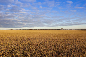 cloud patterns over golden stubble